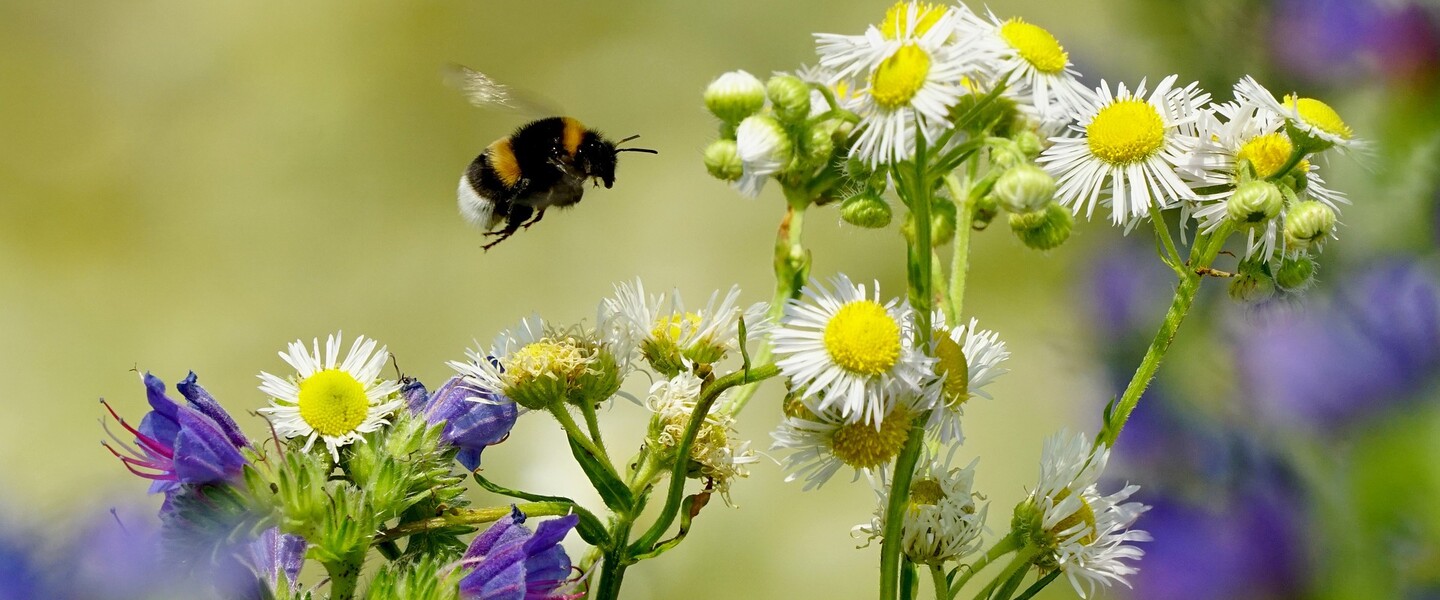Hummel im Flug: Verwandtschaft der Bienen