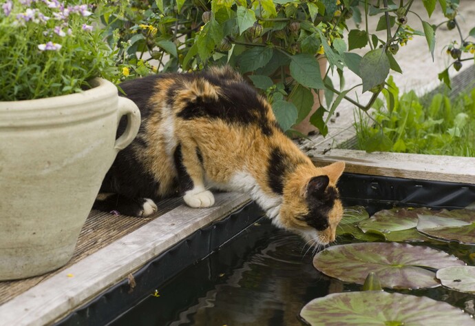 Katze trinkt aus Brunnen