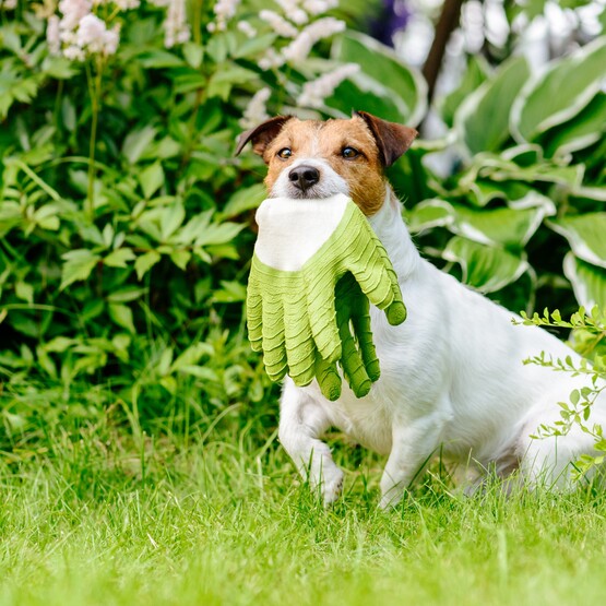 Hund mit Gartenhandschuhen im Maul