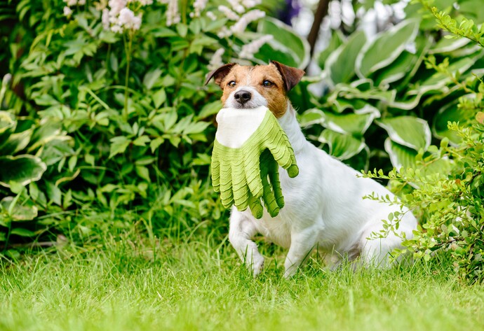 Hund mit Gartenhandschuhen im Maul