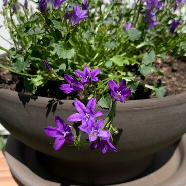 Bienenfreundliche Glockenblume