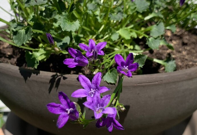 Bienenfreundliche Glockenblume