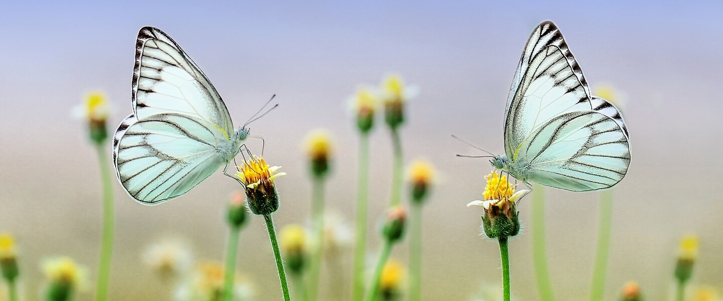 N&uuml;tzlinge im Garten: Schmetterlinge