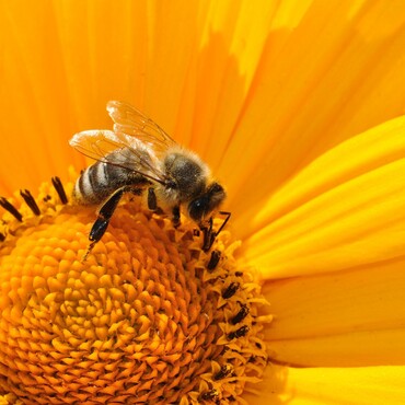 Nützlinge im Garten: Biene