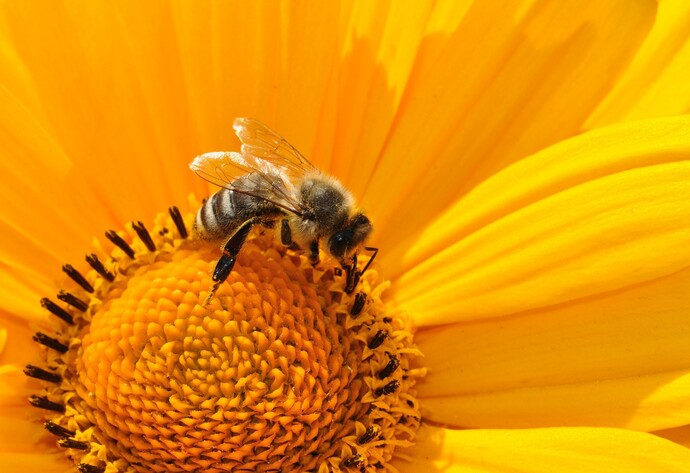 Nützlinge im Garten: Biene