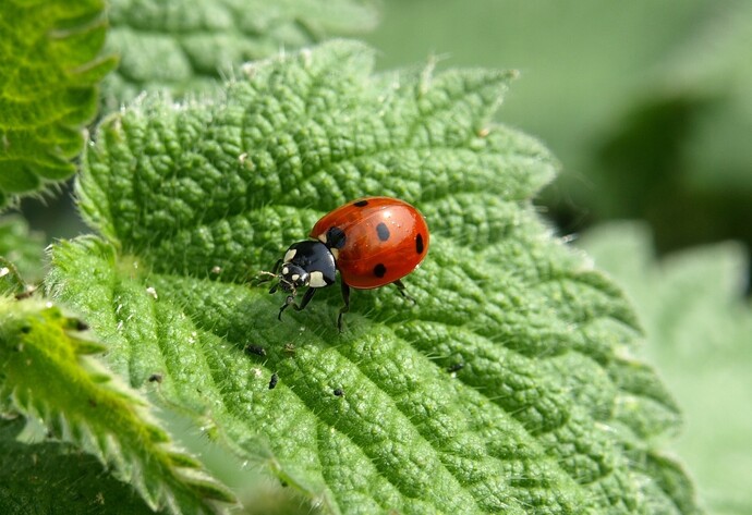 Nützlinge im Garten: Marienkäfer