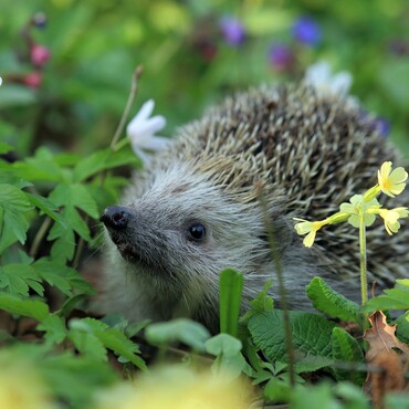 Nützlinge im Garten: Igel