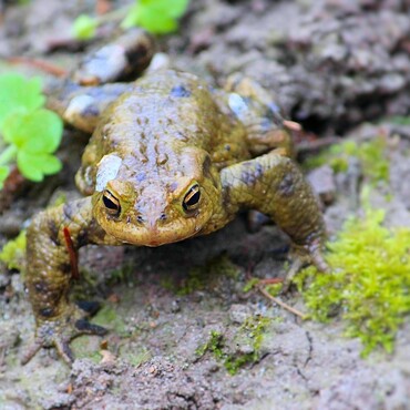Nützlinge im Garten: Kröte
