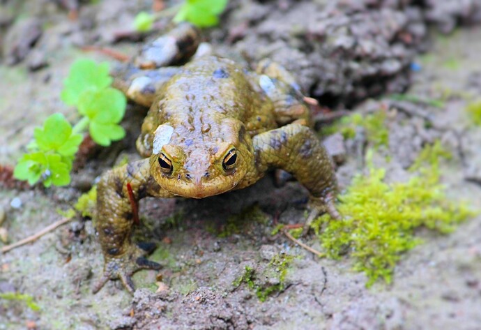 Nützlinge im Garten: Kröte