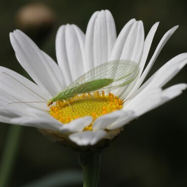 Nützlinge im Garten: Florfliege