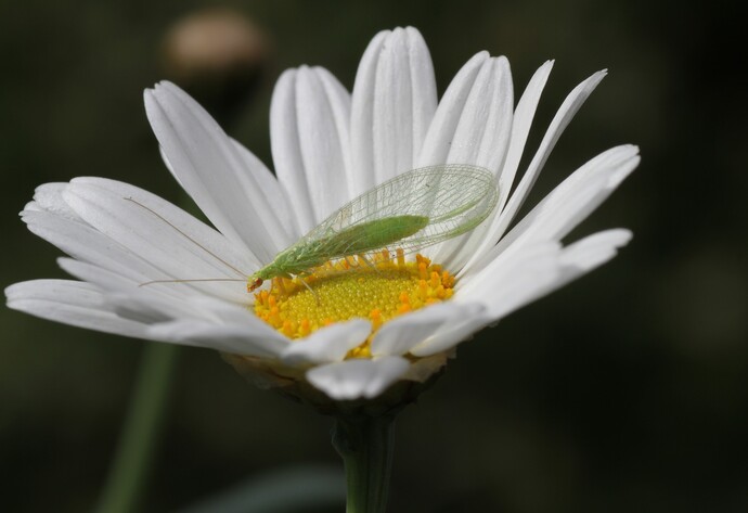 Nützlinge im Garten: Florfliege