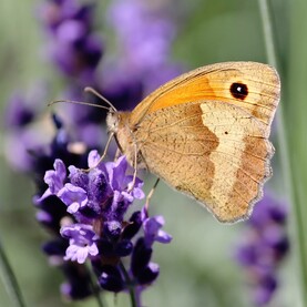 Großes Ochsenauge sitzt auf Lavendelblüte