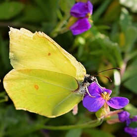 Zitronenfalter sitzt auf lilafarbener Blüte