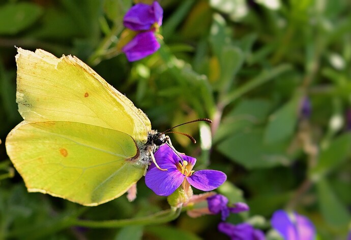 Zitronenfalter sitzt auf lilafarbener Blüte