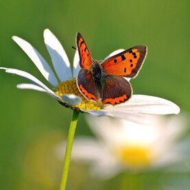 Kleiner Feuerfalter sitzt auf weißer Blüte