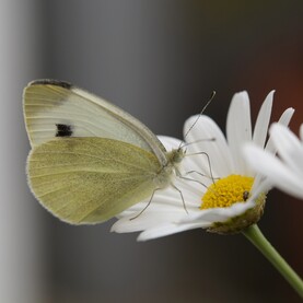 Großer Kohlweißling sitzt auf weißer Blüte