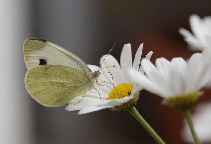 Großer Kohlweißling sitzt auf weißer Blüte