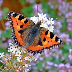 Kleiner Fuchs sitzt Fliederblüte