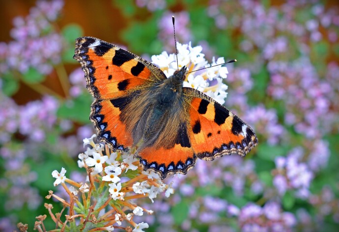 Kleiner Fuchs sitzt Fliederblüte