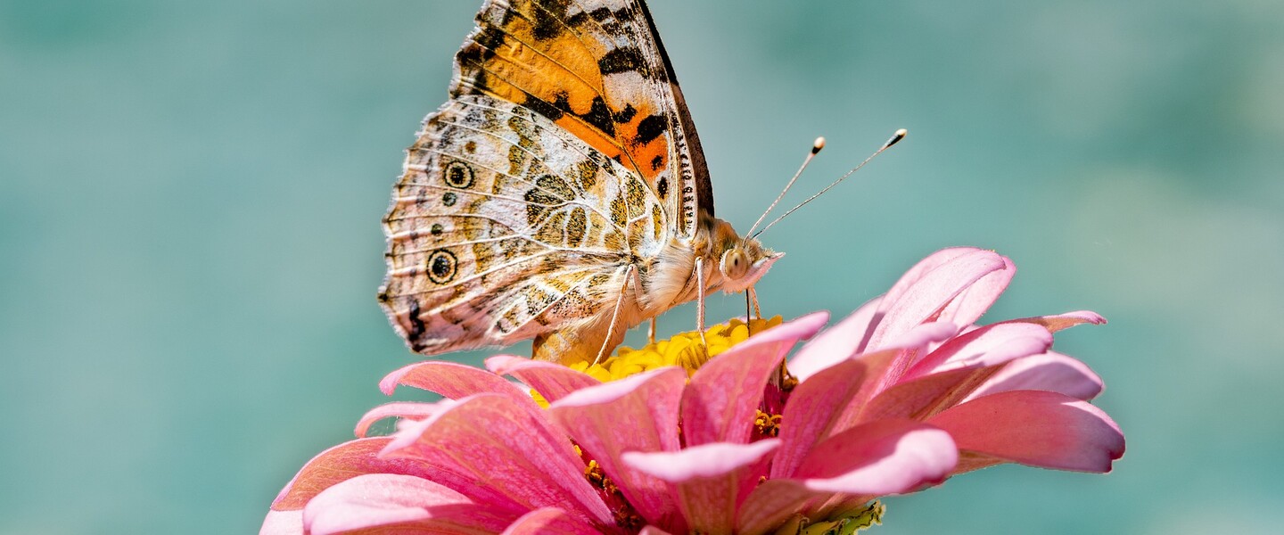 Schmetterling sitzt auf rosafarbener Blüte