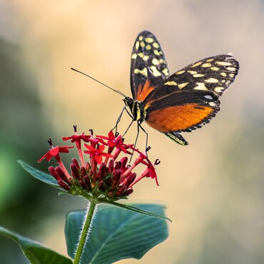 Schmetterling sitzt auf roter Blüte