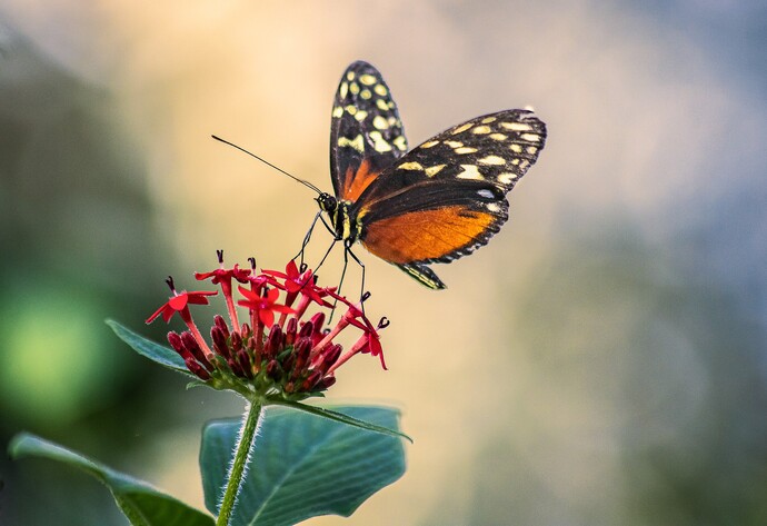 Schmetterling sitzt auf roter Blüte