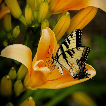 Schmetterling sitzt auf Blüte