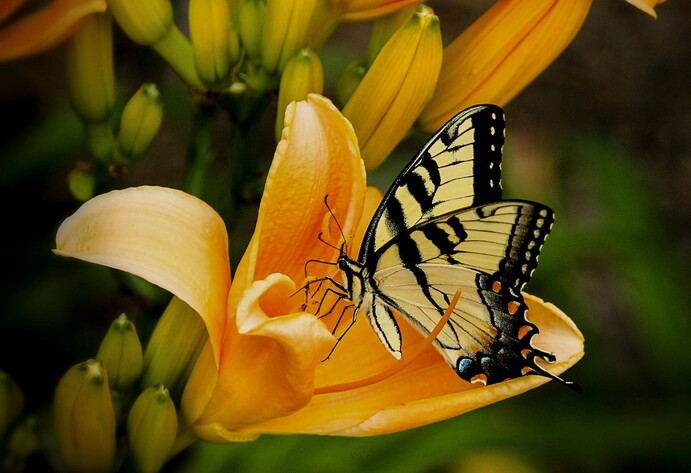 Schmetterling sitzt auf Blüte