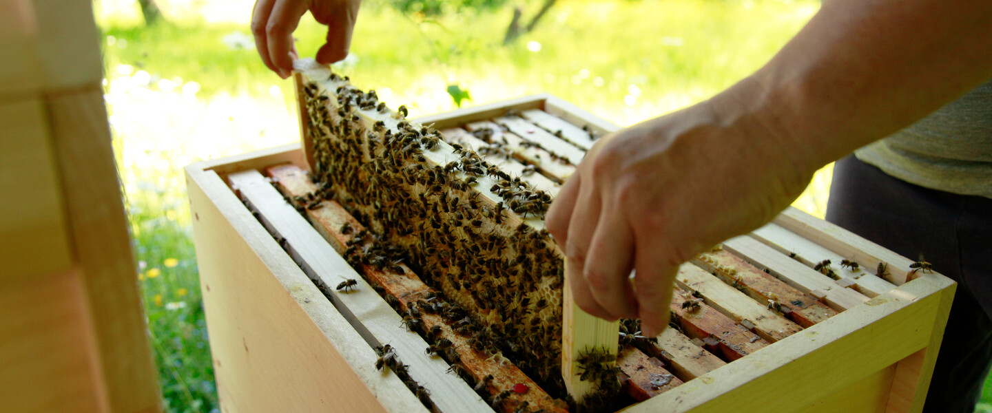 Der Imker inspiziert seine Bienen