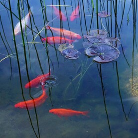 Goldfische im Teich