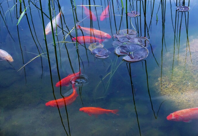Goldfische im Teich