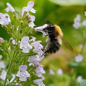 Hummel auf Blume