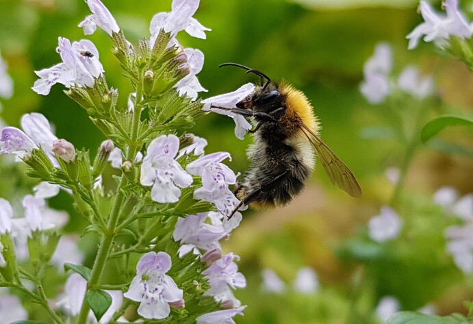 Hummel auf Blume