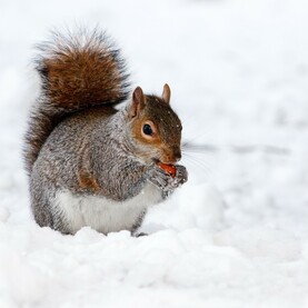 Eichhörnchen im Winter