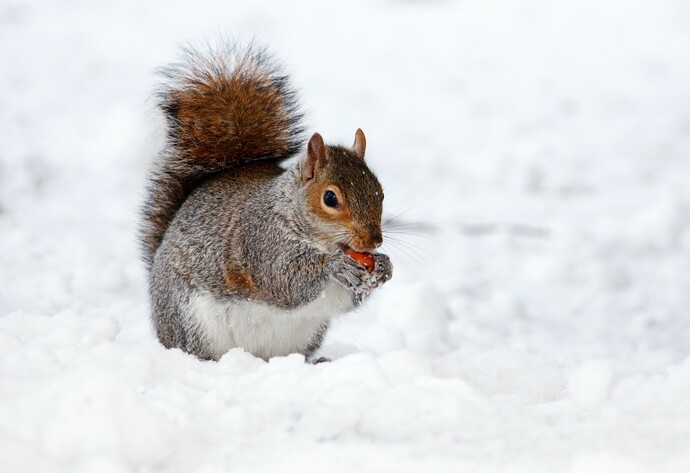 Eichhörnchen im Winter