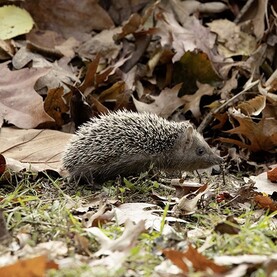 Igel im Laub