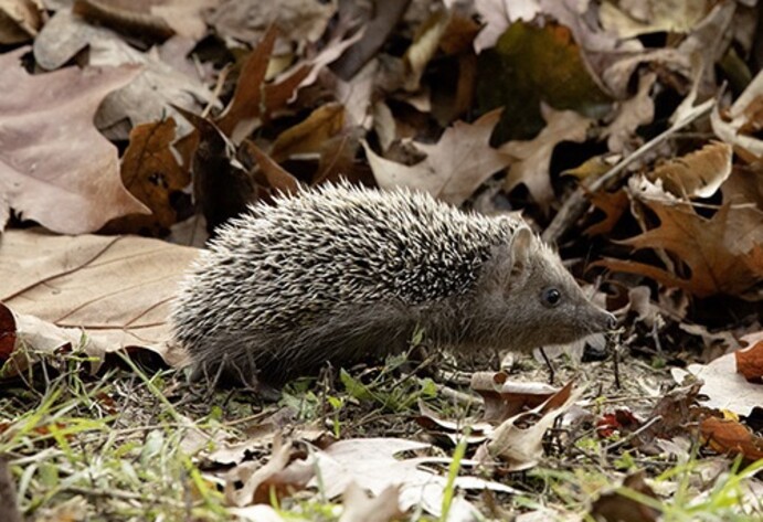 Igel im Laub