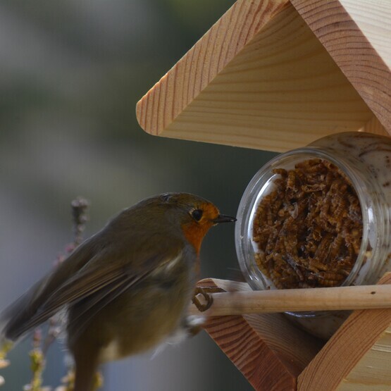 Vogel frisst an Vogelhaus