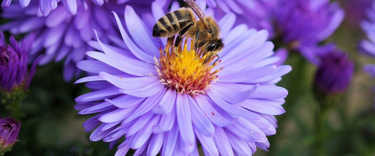 Luftverschmutzung ist eine Ursache für Bienensterben