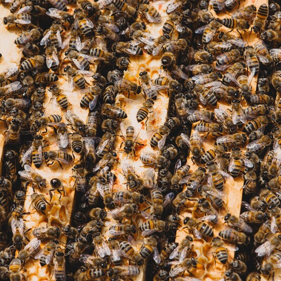 Bienenschwarm im Bienenstock
