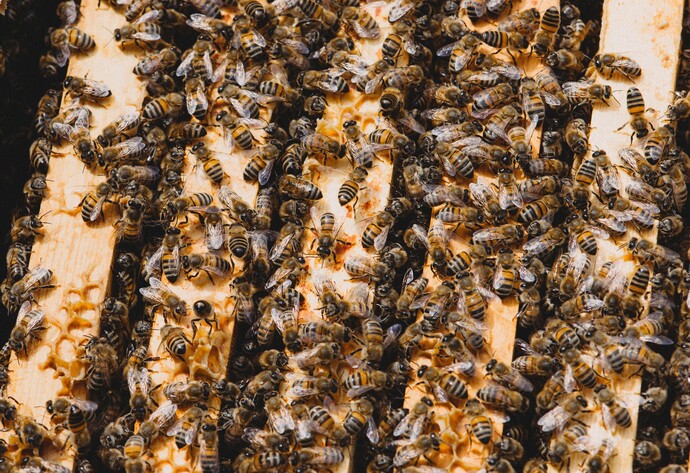Bienenschwarm im Bienenstock
