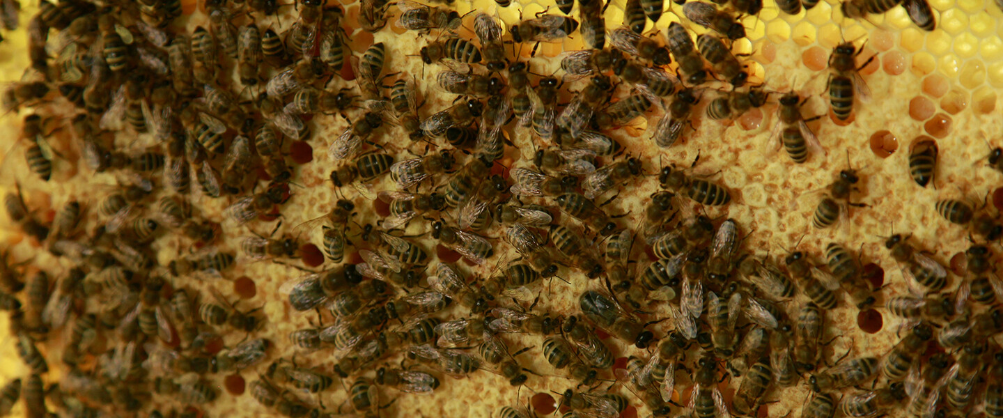 Ein Bild von einem Bienenschwarm