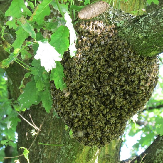 Bienenschwarm einfangen