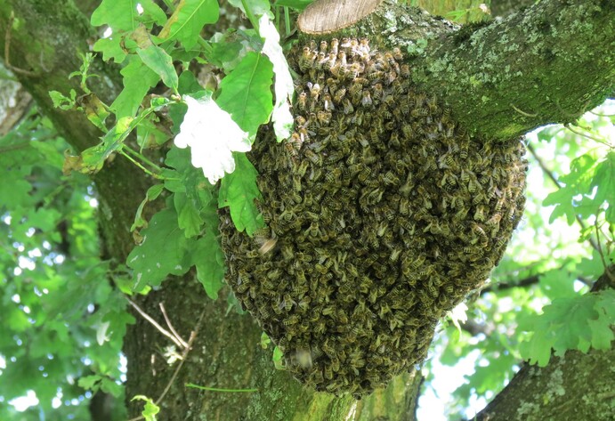 Bienenschwarm einfangen