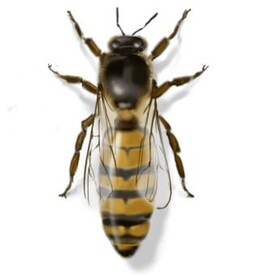 Bienenkönigin des Bienenstocks