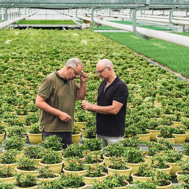 Zwei Männer stehen in einem großen Gewächshaus für Kräuter und betrachten eine Pflanze