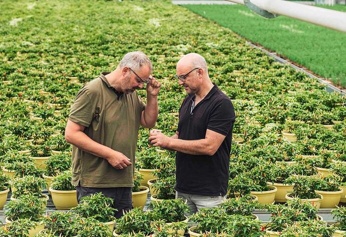 Zwei Männer stehen in einem großen Gewächshaus für Kräuter und betrachten eine Pflanze