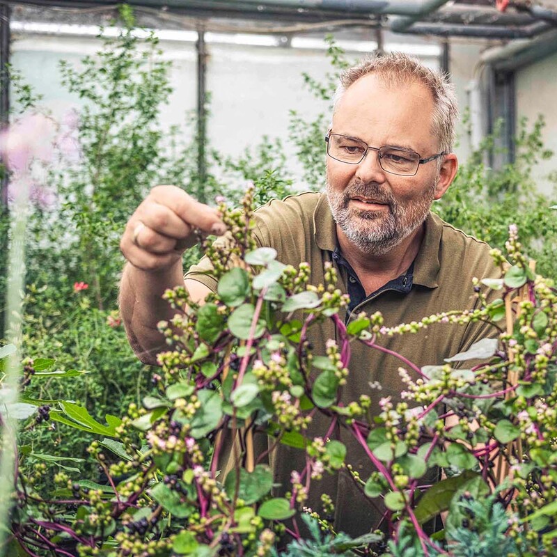 Mann mit Brille umgeben von Pflanzen berührt eine Pflanze