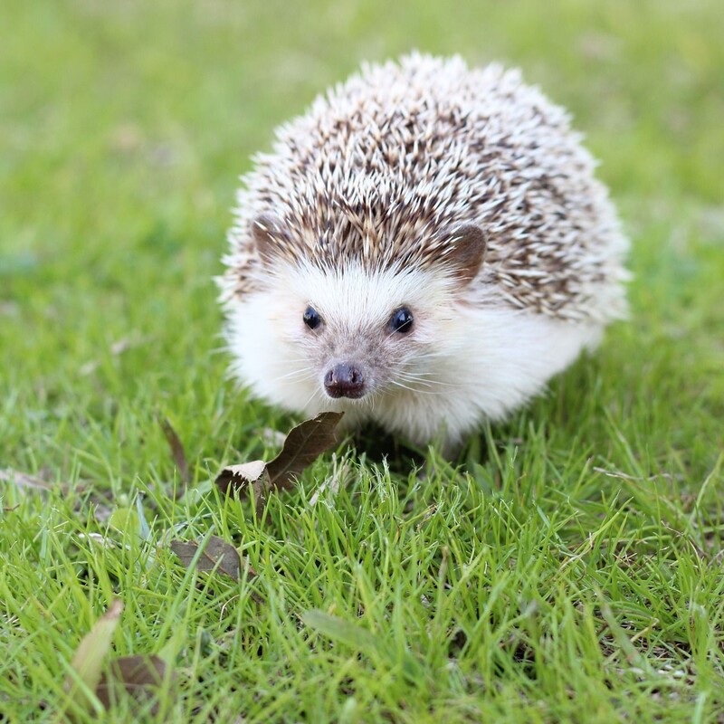 Igel sitzt auf Wiese