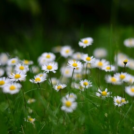 Moos im Rasen: Gänseblümchen vernichten
